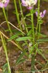 Curtiss' milkwort